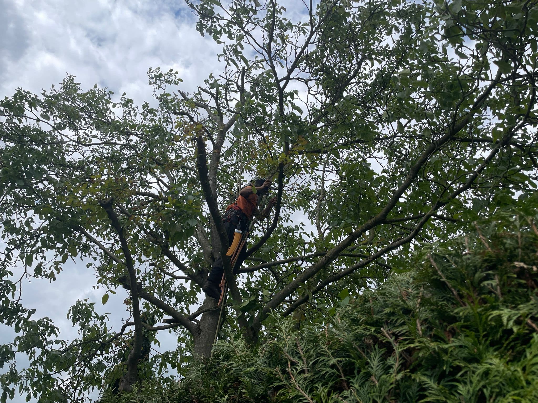 Boomverzorger klimt met kettingzaag hoog in de kroon van een loofboom