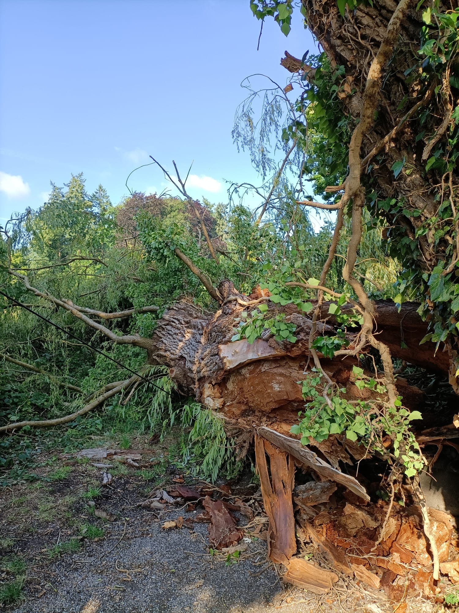 Ontwortelde boom na storm, het risico dat een tijdige controle beperkt