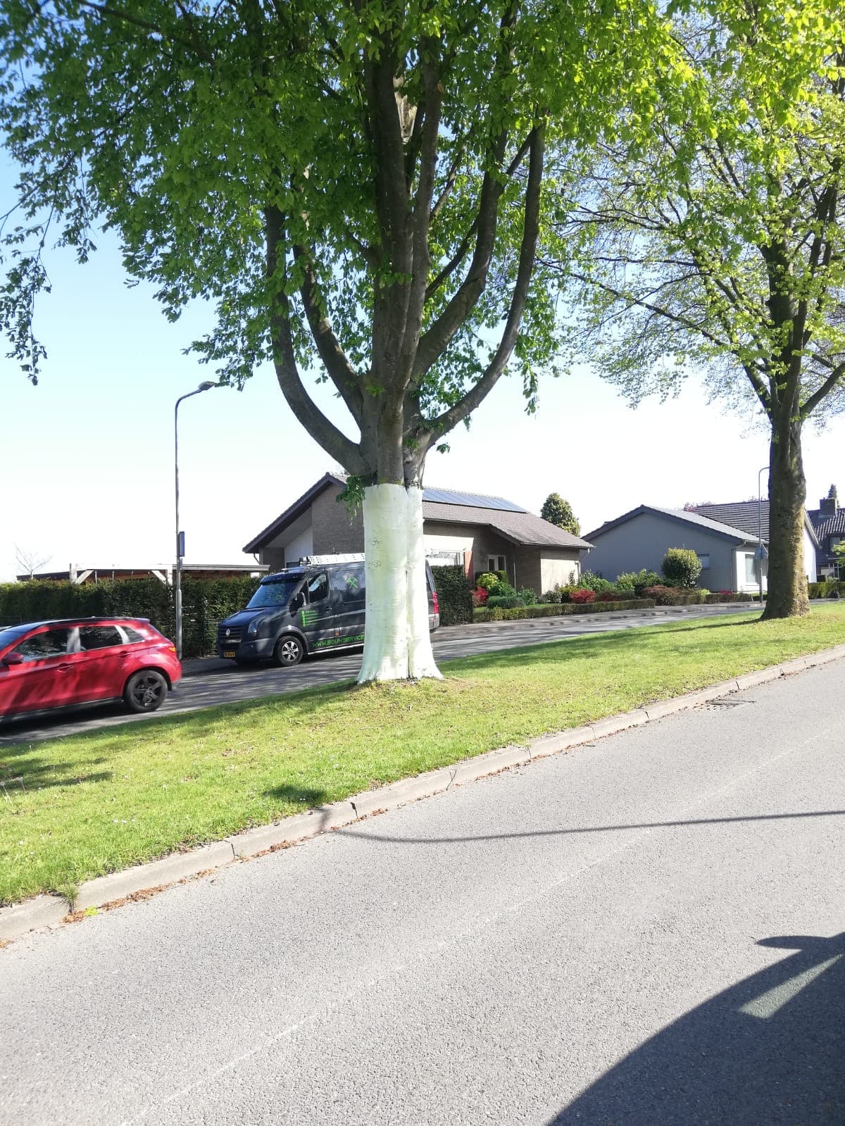 Straatboom met verbeterde groeiplaats in een woonwijk