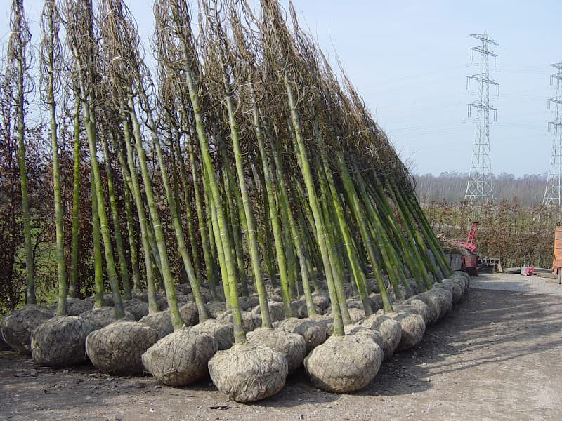 Specialistisch plantwerk en boomverplanting