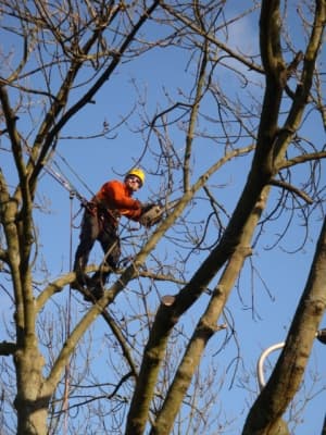 Vakkundig klimmend snoeien door gecertificeerde European Treeworker