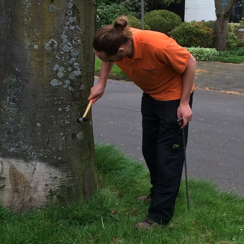 VTA boomveiligheidscontrole en inspectie