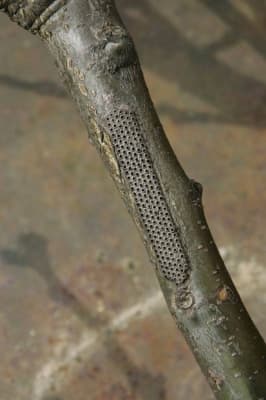 Identificatie van ziekten en plagen