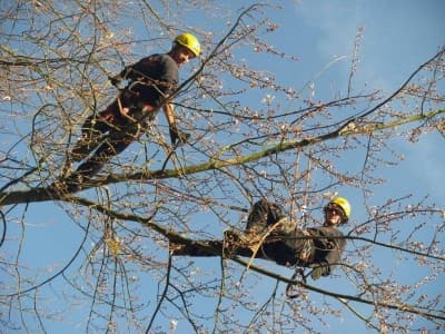 Professionele boomverzorging en boomonderzoek