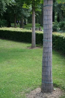 Boomverzorgingswerkzaamheden door het team van Algemene Bomendienst Limburg