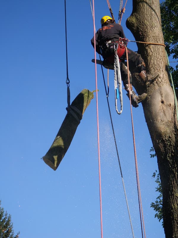 Boomverzorgingsproject door Algemene Bomendienst Limburg